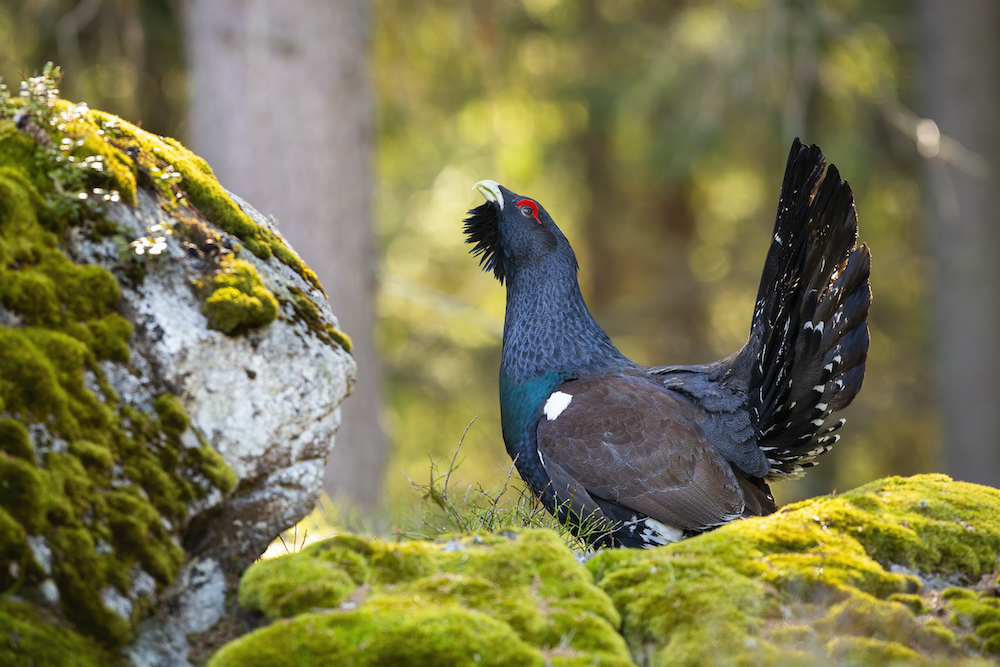 Review of Capercaillie Conservation and Management