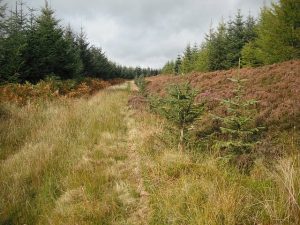 NT663071 looking NNW along a little used road not currently (2009) used for forestry operations and grassed over. A bridge is missing over the Swin Burn. The path is shown as a road on older maps and predates the forest. © Richard Webb, Geograph