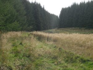 NT664068 looking S to a gap in the massed conifers of Wauchope Forest. The OS marked path gets about as far as the Swin Burn where a bridge is missing, after that you're on your own. Most forest traffic is on the road to the east (2009). © Richard Webb, Geograph