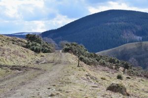 NT449357: looking SSW along The Green Road to Caddonfoot, a green track that contours Meigle Hill above the Caddon Water. Craig Hill above Yair is the forested hill ahead. © Jim Barton, Geograph