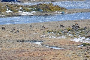 Red Deer on the shore of Lochan Learg nan, © Dr Richard Murray, Geograph