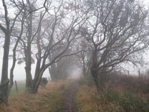 NO146246: looking ESE along the Coronation Road. This stretch has been lined with beeches which look quite dramatic in mist. © Lis Burke, Geograph