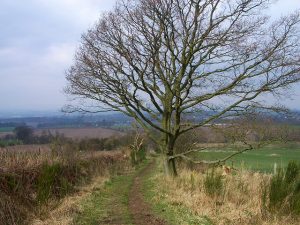 NO145247: looking north-west along the Coronation Road in March 2007. At this time of year while the trees are still bare it is possible to enjoy the views all around. This stretch of the historic road is a designated bridleway. © Lis Burke, Geograph