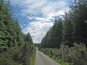 NO763909: Looking south-southeast through the coniferous monoculture forest. © C Michael Hogan, Geograph