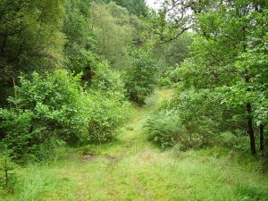 NN219259: The road into the forest from Succoth Lodge is not used by the Forestry Commission any more, and is now getting narrow as alder scrub grows on its margins. A good path though , high above the Eas a' Ghaill. © Richard Webb, Geograph