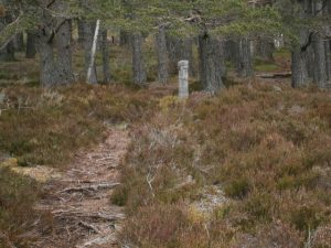 NJ059148: this is the approach, on a good track from Loch a' Chnuic passing the wooden post (foreground) at the forest access point into Eag Mhor. The track continues through the forest into the Braes of Abernethy. © David Godrfey, Geograph