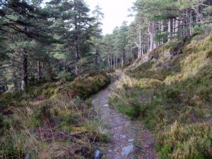 NJ030156: path in Abernethy Forest, previously a vehicle track but now narrowed. © Dorothy Carse, Geograph