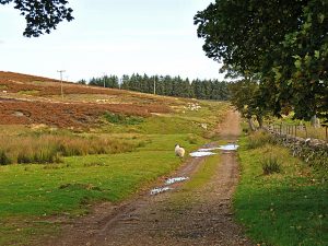NN903371 looking ENE along a farm track near North Amulree. © Dr Richard Murray, Geograph