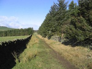 NT503440 looking NW. Here a farm track by a plantation follows the line of the Girthgate. © Walter Baxter, Geograph