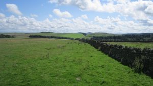 NT503428: Girthgate. This old road runs over the hilltops from Melrose. It appears that this section once ran between two dykes, one having been removed. Cattle were passing through the field to another field. Not driven, they just followed a quadbike. © Richard Webb, Geograph