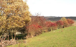 Kilmany Railway Line