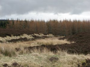 Forest, Broom Hill, © Mike Pennington, Geographic