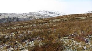 NS709800: rough grazing on Garrel Hill. The going is tough here, and gets worse further up. The mapped paths exist only on older maps, but there is a reasonable one on the ridge. © Richard Webb, Geograph