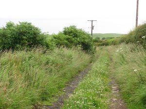 NT805694: Laird's Road near north end at Old Cambus. This trackway over Penmanshiel Moor loses some of its identity further on, beyond the next gate where the line of the right of way has been ploughed. It is still easily followed though (2011). © Richard Webb, Geograph