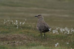 Bonxie or Great Skua or Stercorarius skua. © Mike Pennington, Geograph