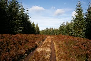 Passing through forestry plantation, © Anne Burgess, Geograph