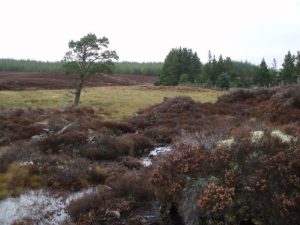 The navigation pine on the boggy section.  , © Graham Marr
