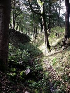 NS753772: looking east along the Antonine Wall near Westerwood. The ditch here is deeper than any other part of the wall in this district, in fact a burn flows down the slope. © Robert Murray, Geograph
