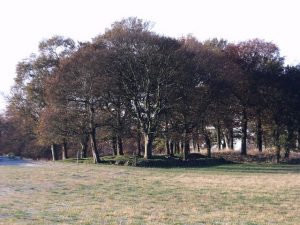 NS778779: this stand of trees marks a break in the visible remains of the Antonine Wall at Wardpark near the village of Castlecary. © Robert Murray, Geograph