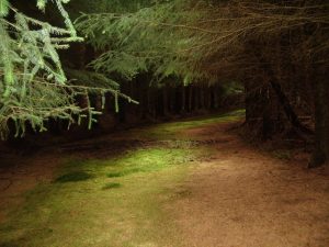 Spruce woodland at northern end of path, © Amon Lhaw, Geograph