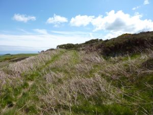 The terrace of the road north of the heavy heather looking south. © Neil Ramsay