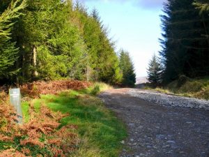 NX457691: looking ENE along the Old Edinburgh Road, now a forest track (2011), which passes near Murray's Monument before eventually reaching its present day replacement the A712 at Clatteringshaws Loch. © Andy Farrington, Geograph
