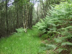 Overgrown path on eastern shore of Loch Striven. © Jason Hemmings , Geograph