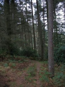 Path to Ardtaraig. © Richard Webb, Geograph