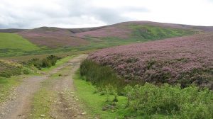 NT538635: the road to Carfraemill on the slopes of Lammer Law. © Richard Webb, Geograph