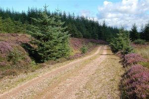 Along the track. © Mary and Angus Hogg , Geograph