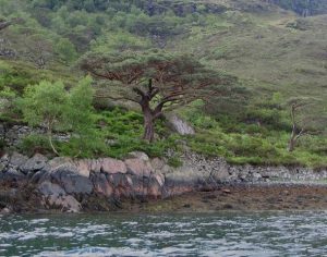 This beautifully built 'drystane' raised pathway runs close along the south shore of the Loch Hourn to the settlement of Barrisdale. The mature native Scots Pine is wider than it is high, not at all a classic conifer shape. © RoryD, Geograph
