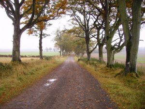 Old Road to Wolfhill