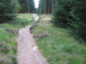 Track in Malling Forest.  , © Chris Wimbush, Geograph