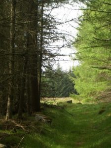 Old road from Craigton