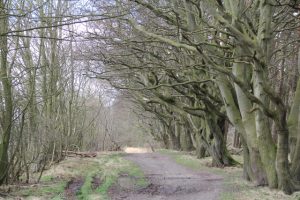 Queen Mary's Road. © Dave Jones-Lofting, Dave Jones-Lofting via email