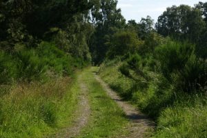 NO175419: track on the south side of Blairgowrie Golf Course, looking north-east. © Mike Pennington, Geograph