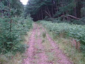 The track gets wider towards the south end. © Graham Marr