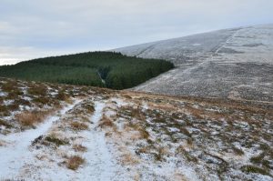 NT181334 looking south at The Scrape from Breach Law (2014). The plantation in view reaches to about 600m, a high altitude for such mature trees. © Jim Barton, Geograph