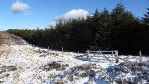 Thief's Road (NT180332, looking south, 2012). A gate into the forest on the line of an old drove route over the high ground southwest of Peebles. © Richard Webb, Geograph