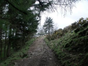 NS743802: firs at Glenhead. The track to Drumnessie passes by this little plantation. © Robert Murray, Geograph