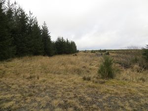 NT613038 looking north along the route of Wheel Causeway (March 2014). This medieval trade route is little used these days as it can be awkward due to forestry and parts of it are far too boggy to cycle. © Richard Webb, Geograph