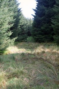 NT606010 looking north up Wheel Causeway, Wauchope Forest (2008). © Peter McDermott, Geograph