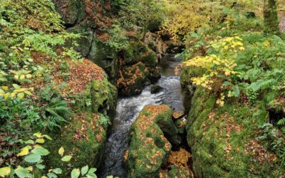 Autumn Walks: staff and director picks